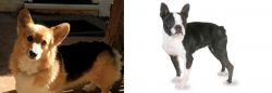 Dorgi vs Boston Terrier - Breed Comparison