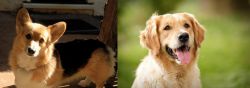 Dorgi vs Golden Retriever - Breed Comparison