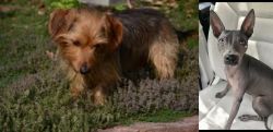 Dorkie vs American Hairless Terrier - Breed Comparison