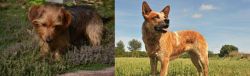 Dorkie vs Australian Red Heeler - Breed Comparison