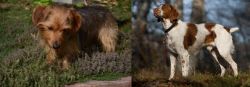 Dorkie vs Brittany - Breed Comparison