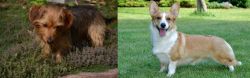 Dorkie vs Cardigan Welsh Corgi - Breed Comparison