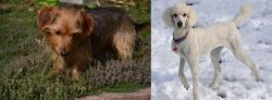 Dorkie vs Poodle - Breed Comparison