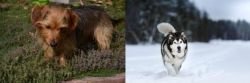 Dorkie vs Siberian Husky - Breed Comparison