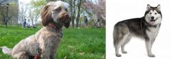 Doxiepoo vs Alaskan Malamute - Breed Comparison