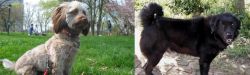 Doxiepoo vs Bakharwal Dog - Breed Comparison