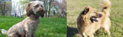 Doxiepoo vs Basque Shepherd - Breed Comparison