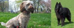 Doxiepoo vs Belgian Shepherd Dog (Groenendael) - Breed Comparison