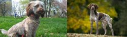 Doxiepoo vs Braque Francais (Gascogne Type) - Breed Comparison