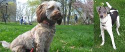 Doxiepoo vs Brazilian Terrier - Breed Comparison