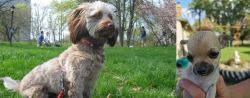 Doxiepoo vs Chihuahua - Breed Comparison