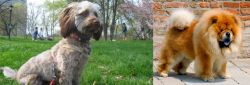 Doxiepoo vs Chow Chow - Breed Comparison