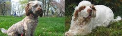 Doxiepoo vs Clumber Spaniel - Breed Comparison