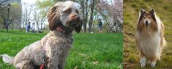 Doxiepoo vs Collie - Breed Comparison