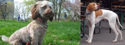 Doxiepoo vs English Pointer - Breed Comparison