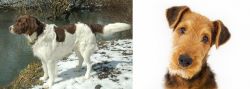 Drentse Patrijshond vs Airedale Terrier - Breed Comparison