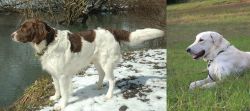 Drentse Patrijshond vs Akbash Dog - Breed Comparison