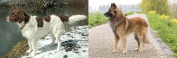 Drentse Patrijshond vs Belgian Shepherd Dog (Tervuren) - Breed Comparison