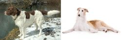 Drentse Patrijshond vs Borzoi - Breed Comparison