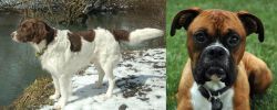 Drentse Patrijshond vs Boxer - Breed Comparison