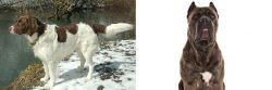 Drentse Patrijshond vs Cane Corso - Breed Comparison