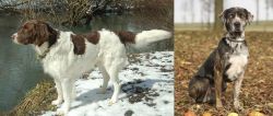 Drentse Patrijshond vs Catahoula Leopard - Breed Comparison