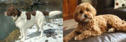 Drentse Patrijshond vs Cavapoo - Breed Comparison