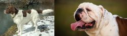 Drentse Patrijshond vs English Bulldog - Breed Comparison
