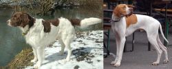 Drentse Patrijshond vs English Pointer - Breed Comparison