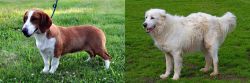 Drever vs Abruzzenhund - Breed Comparison