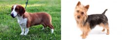 Drever vs Australian Terrier - Breed Comparison