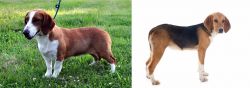 Drever vs Beagle-Harrier - Breed Comparison