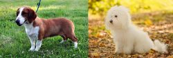 Drever vs Bichon Bolognese - Breed Comparison