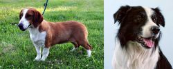 Drever vs Border Collie - Breed Comparison
