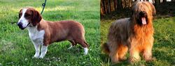 Drever vs Briard - Breed Comparison