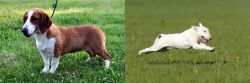 Drever vs Bull Terrier - Breed Comparison