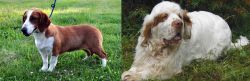 Drever vs Clumber Spaniel - Breed Comparison