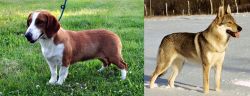 Drever vs Czechoslovakian Wolfdog - Breed Comparison