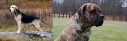 Dunker vs American Mastiff - Breed Comparison