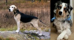 Dunker vs Australian Collie - Breed Comparison