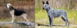 Dunker vs Australian Stumpy Tail Cattle Dog - Breed Comparison