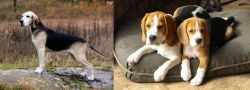 Dunker vs Beagle - Breed Comparison