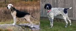 Dunker vs Braque d'Auvergne - Breed Comparison