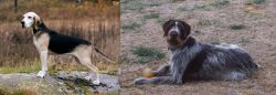 Dunker vs Deutsch Drahthaar - Breed Comparison