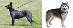 Dutch Shepherd vs Alaskan Malamute - Breed Comparison