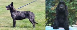 Dutch Shepherd vs American Cocker Spaniel - Breed Comparison