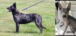 Dutch Shepherd vs American Hairless Terrier - Breed Comparison