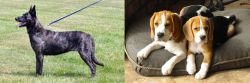 Dutch Shepherd vs Beagle - Breed Comparison
