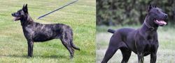 Dutch Shepherd vs Canis Panther - Breed Comparison