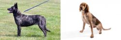 Dutch Shepherd vs Coonhound - Breed Comparison